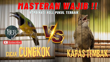 CUCAK CUNGKOK VS KAPAS TEMBAK GACOR !! KOMBINASI ISIAN WAJIB #cucakcungkokgacor #kapastembak