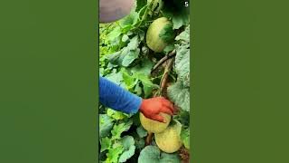 panen melon yang sangat segar dan memuaskan #shorts