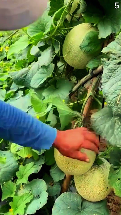 panen melon yang sangat segar dan memuaskan #shorts