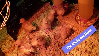 I might not be a "Spring Chicken" but these little Golden Comet chicks are!