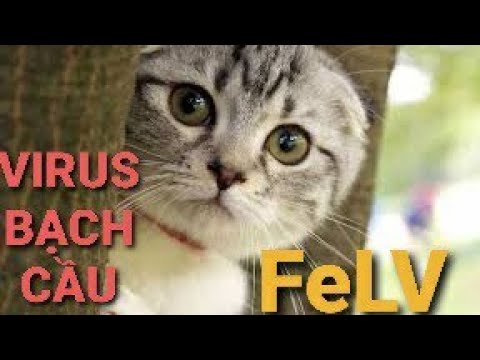 Video: Rối Loạn Máu Liên Quan đến Nhiễm FeLV ở Mèo