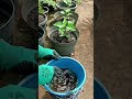 Make This POTENT Plant Food from Banana Stems! 🍌🌱 (Free Fertilizer) #Shorts