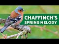 Chaffinch Song to EDUCATE BIRDS (1 Hour)