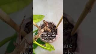 Here's how to fix a plant with a broken stem 🌿 From Joy of Plants Shop 🪴 #houseplants #plants