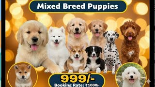 Wholesale Dog and puppies market in delhi and India, shitzu, Poodle, Labrador, golden retriever