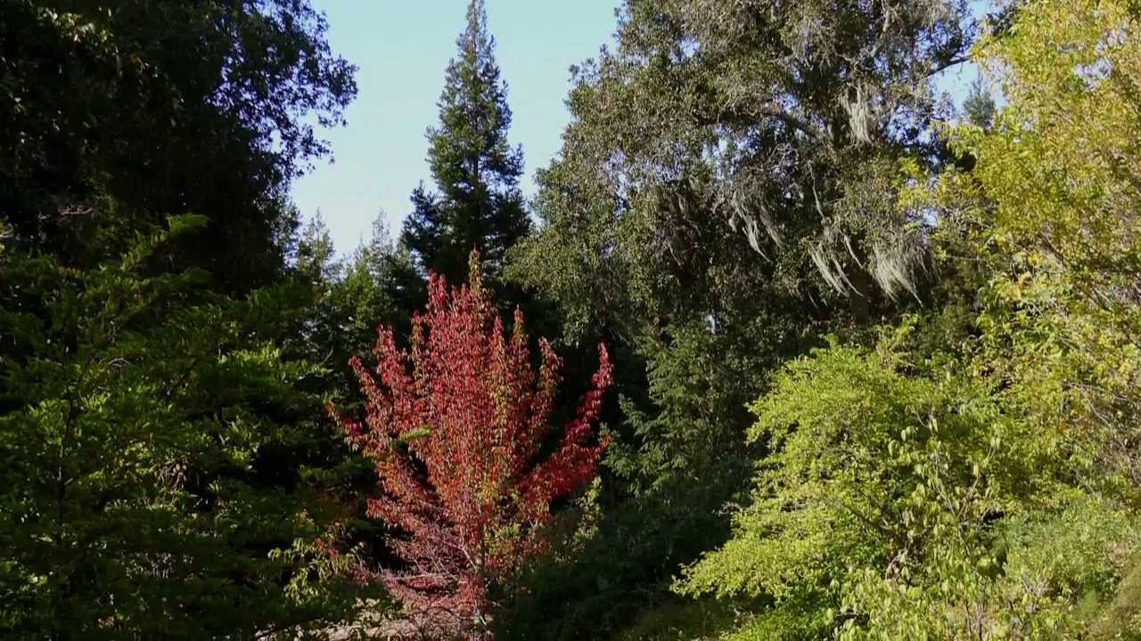 Quarryhill Botanical Garden Fall The London Film Score