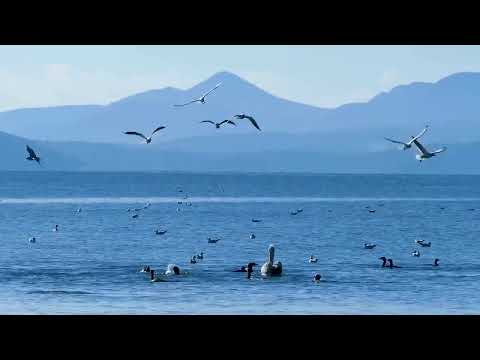 Mega Hits 2023 The Best Of Vocal Deep House Music Mix Summer 48
