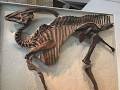 Parasaurolophus: weird and wonderful