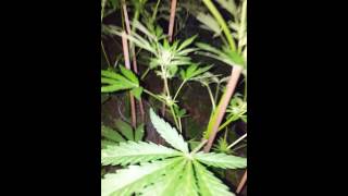 Uk outdoor grow 8ft+ tall plants