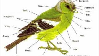 PINTANDWEFALL - Bird Of The Birds