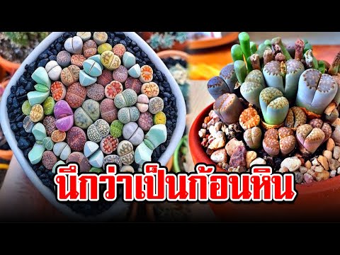 วีดีโอ: Lithops เป็น 