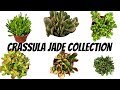 Crassula Jade Collection