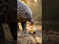 The World’s Most Mysterious Mammal #animal #mammals #documentary #viral #famous #misterio