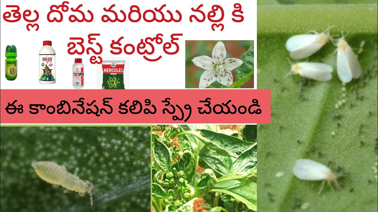 తెల్ల దోమ మరియు నల్లి (త్రిప్స్) కి ఇదే బెస్ట్ కాంబినేషన్ మందులు- Thrips and whitefly control #virus