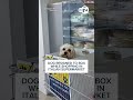 Dog resigned to box while shopping in Italian supermarket