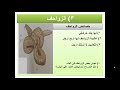 درس تصنيف الفقاريات نجومي