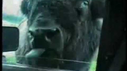 Funny Animals from www metacafe com