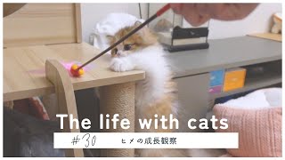 ＃30【猫ちゃんの成長観察】(Cat's growth)ヒメ、とうとう登りました‼️