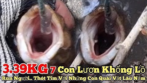 Câu Lươn Khủng_3.39KG 7 Con Lươn Khổng Lồ_Run Người..Thót Tim Với Những Con Lươn Quái Vật Lâu Nam...