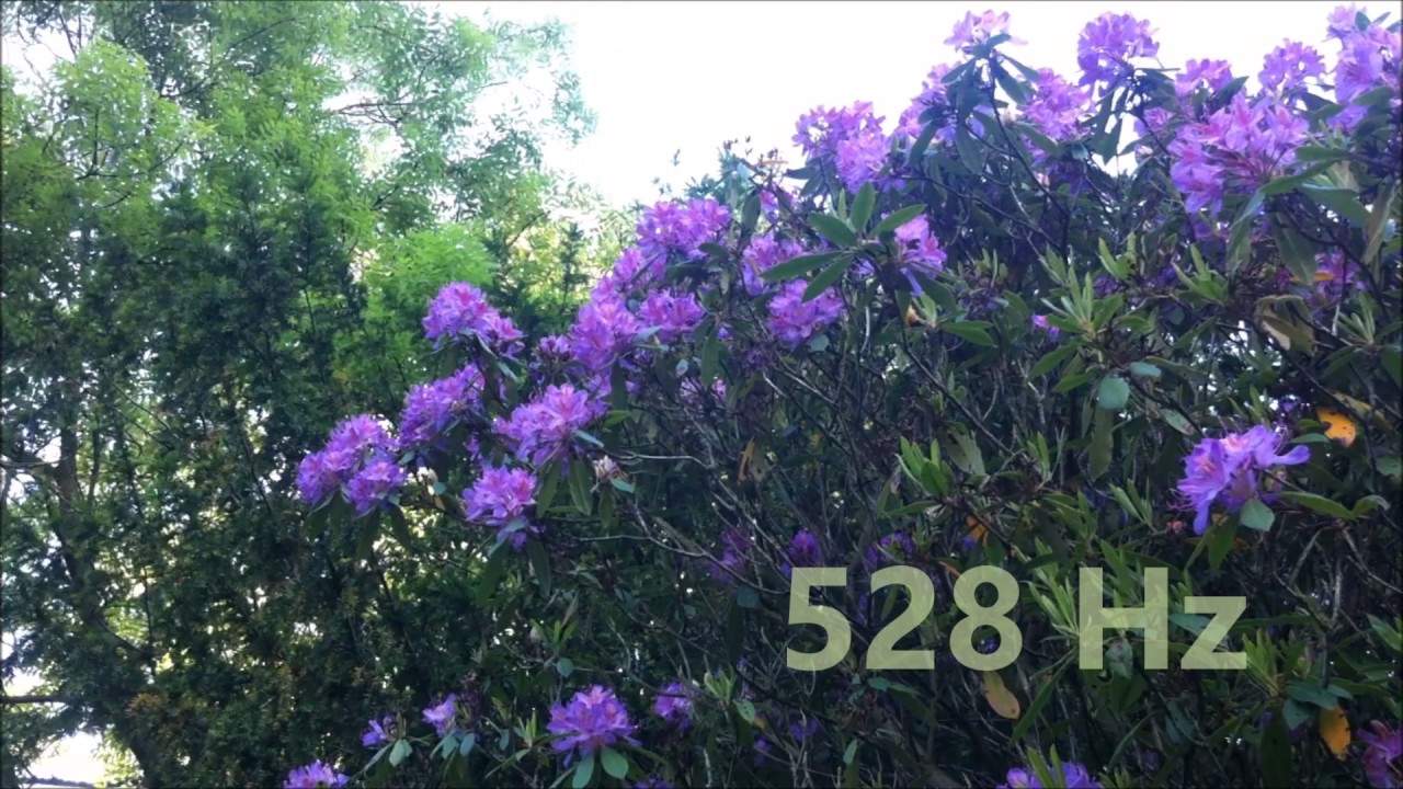 Solfeggio 528 Hz Miracle Tone Meditation Music | DNA Repair & Healing ...