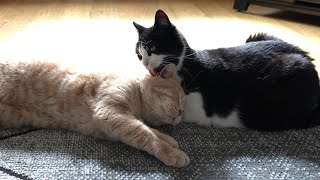 Cat Kisses Then Bites Other Cat