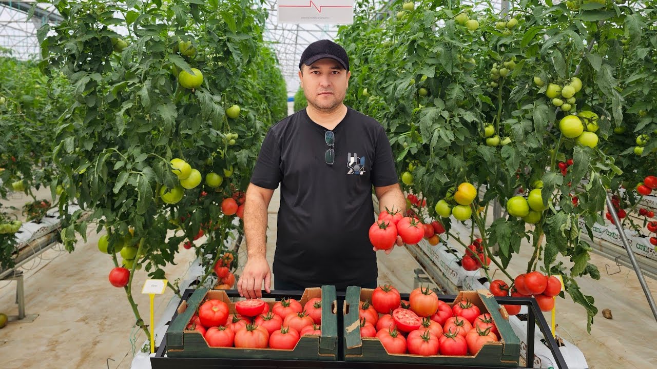 КУТИБ ОЛИНГ! ЯНГИ АВЛОД РОЗОВЫЙ ПОМИДОР. DIJITAL F1