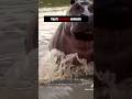 Ranking Top 5 Scariest Animal Moments