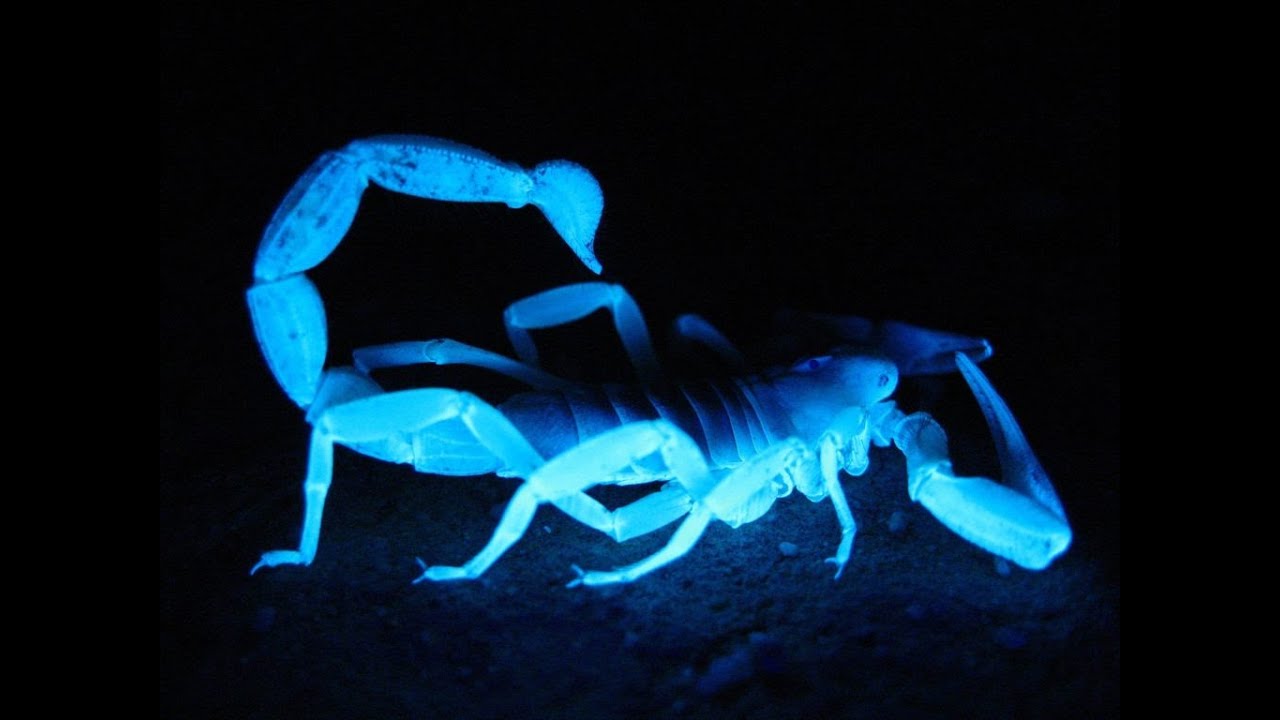 Scorpion Pest Control Queen Creek AZ- 480-493-5028 | Ozone Pest Control