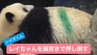 シャオくんが頭突きでレイちゃんを押し倒す　2023.06.11 Cute panda twins