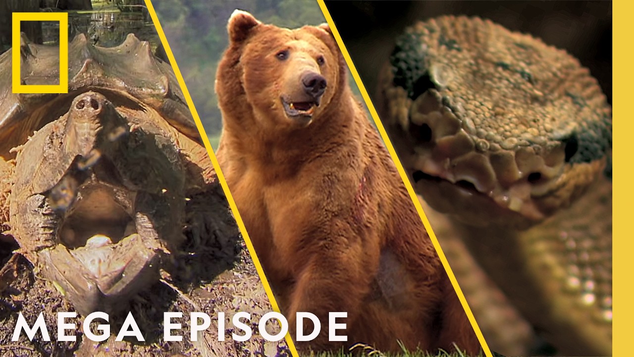 Alligators, Bears, & Toxic Creatures: Monsters of Nature | MEGA Episode | Nat Geo Animals