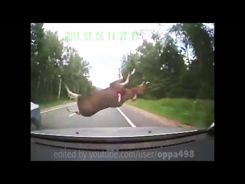Сборник глупых Оленей! stupid deer compilation!(слабонервным не смотреть)