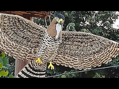 How to make a cement hawk