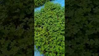 Budi daya Semanggi dengan baki dan ember bekas