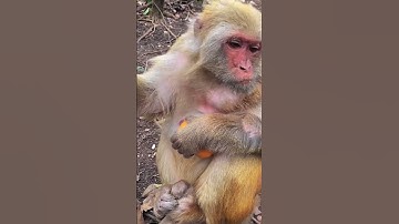 Why you don’t feed the monkeys. #shorts #tiktok