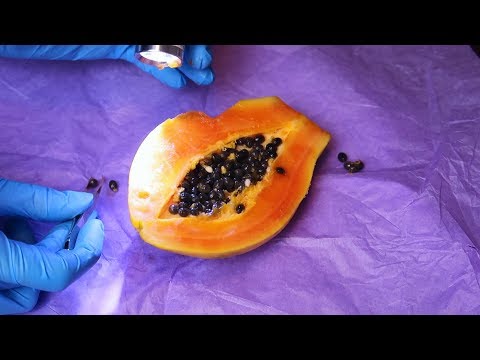 ASMR CIRURGIA NO MAMÃO (Vídeo Satisfatório e relaxante)