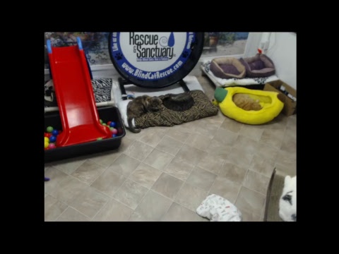 special needs animal rescue Blind Cat Rescue & Sanctuary, Inc Live Stream