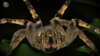 BRAZILIAN WANDERING SPIDER ─ It'll Give You a 'Boner' and Kill You!!