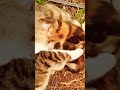 نوم قطة و صغيرها 