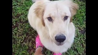 This service dog can do household chores