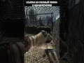 Двухстволка-лучшее оружие в Escape from Tarkov