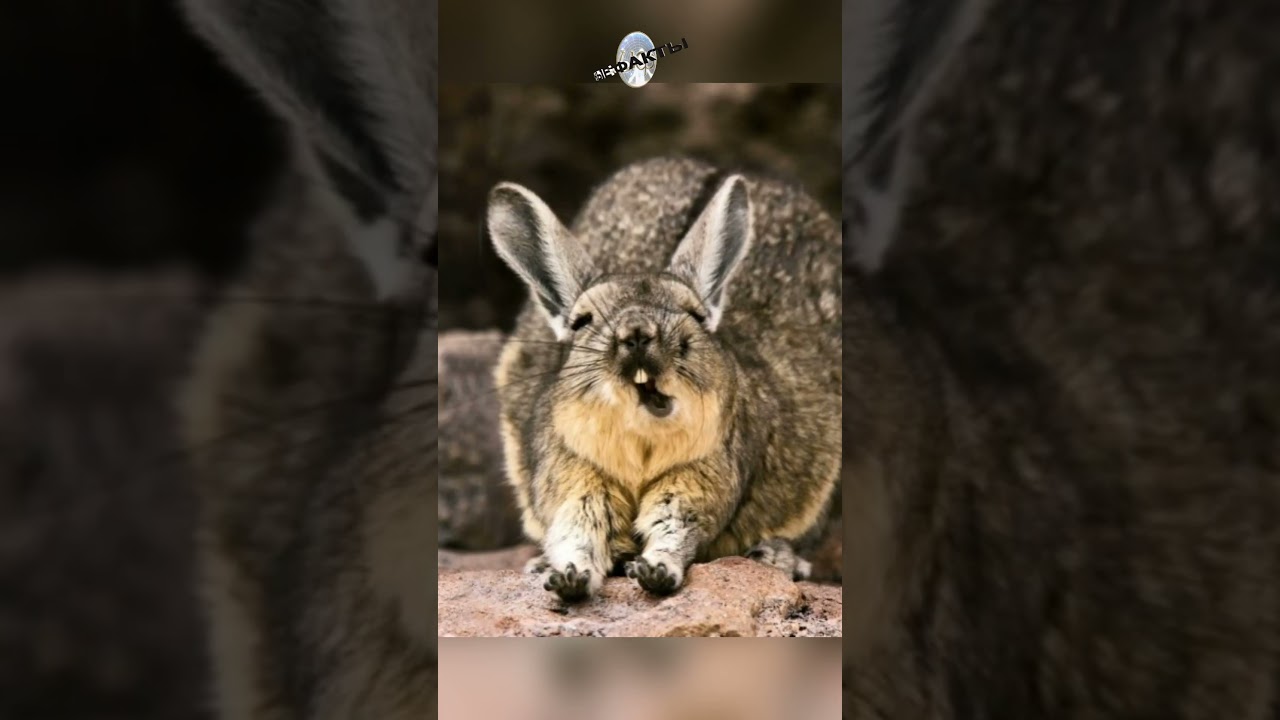 Горная (южная) вискаша - Lagidium viscacia (Наш ТГ канал @infackts)