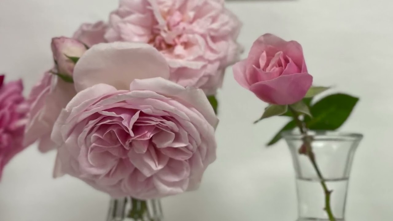 The Bermuda Rose Society Specimen Bench