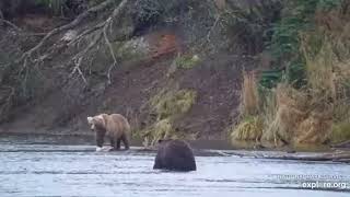 Brown Bears at Brooks Falls - Katmai National Park, Alaska 2023 powered by EXPLORE.org