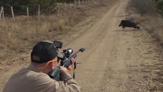 Huğlu Ovis ile yaban domuzu avı / Wild boar hunting #okaysahin #wildboarhunt #hugluovis