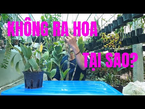 Tại Sao Trồng Lan Mãi Không Ra Hoa Mặc Dù Cây Rất Mập ABCLam | Foci