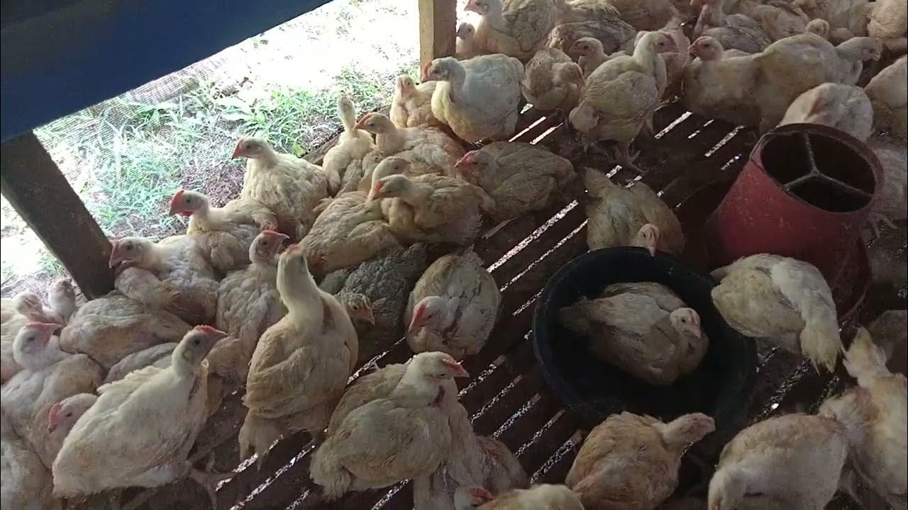 how to raise broiler chicken (another 2k heads)farmgreattv.5600 YouTube