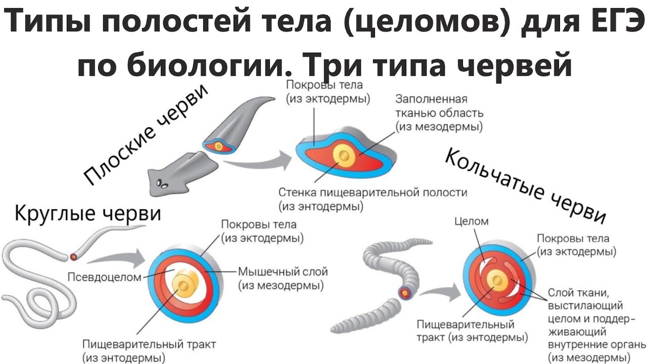 Таблица тип круглые черви нематоды. Черви егэ. Типы червей схема. Круглые черви и кольчатые черви характеристика. Тип круглые черви строение аскариды.