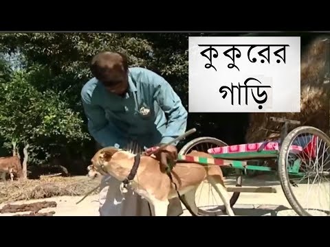 ভিডিও: কুকুরের গাড়ি সুরক্ষা: আপনার কি কুকুরের গাড়ি আসন, কুকুরের আসন বেল্ট, বাধা বা ক্যারিয়ার দরকার?