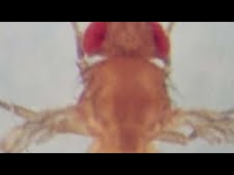 Vestigeal wings mutant of Drosophila sp. - YouTube