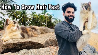 How To Grow Persian Cat Hair Fast | Long Hair Persian Cat | Persian Cat | Cat hair fall solution